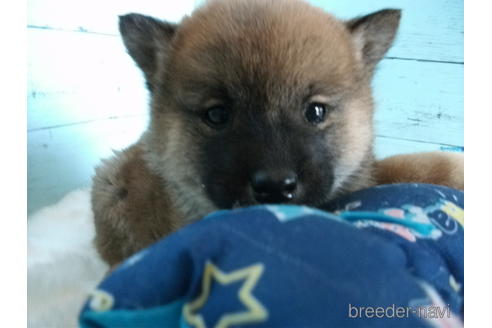 成約済の埼玉県の柴犬-223495の7枚目