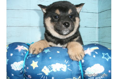 成約済の埼玉県の柴犬-223496の10枚目