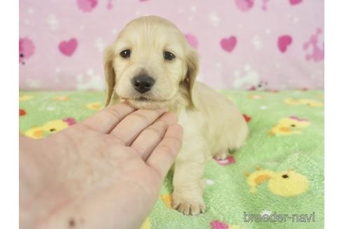 成約済の兵庫県のミニチュアダックスフンド(ロングヘアード)-223497の2枚目