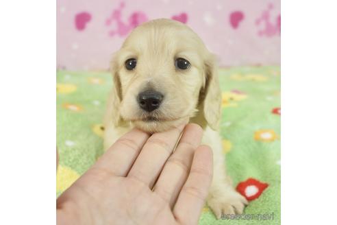 成約済の兵庫県のミニチュアダックスフンド(ロングヘアード)-223497の1枚目