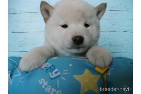 成約済の埼玉県の柴犬-223499の1枚目