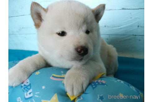 成約済の埼玉県の柴犬-223499の4枚目