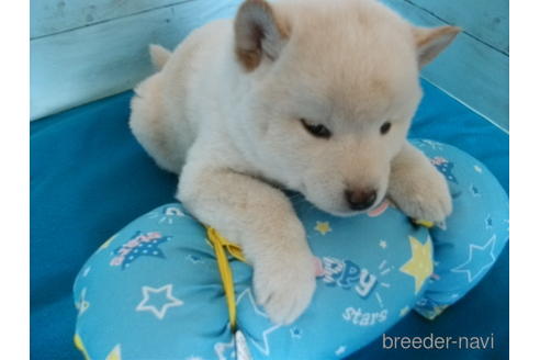 成約済の埼玉県の柴犬-223499の3枚目
