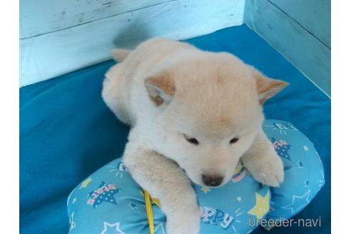 成約済の埼玉県の柴犬-223499の2枚目