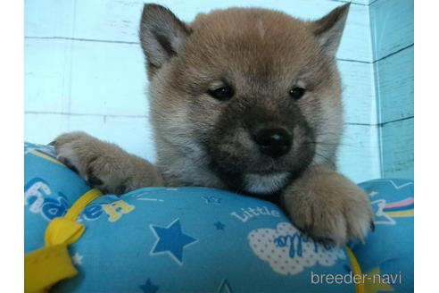 成約済の埼玉県の柴犬-223505の4枚目