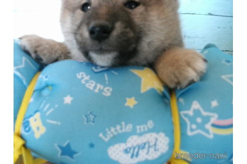 成約済の埼玉県の柴犬-223505の1枚目