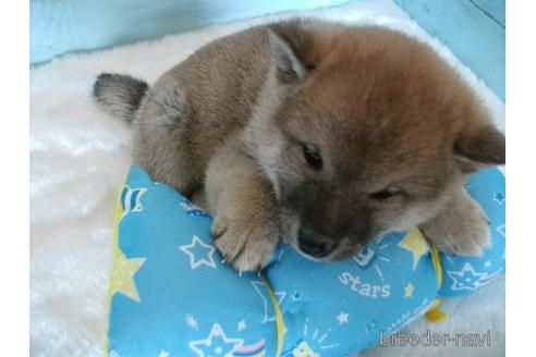 成約済の埼玉県の柴犬-223505の3枚目