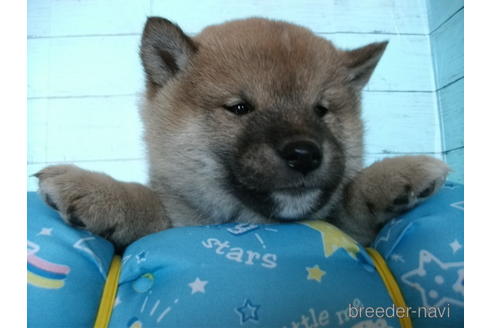 成約済の埼玉県の柴犬-223505の2枚目