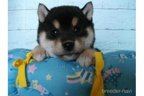 成約済の埼玉県の柴犬-223511の1枚目