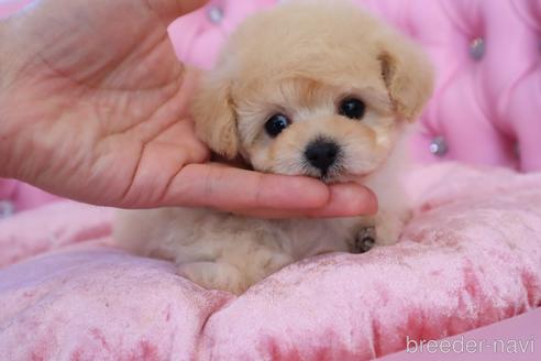 成約済の茨城県のティーカッププードル-223507の16枚目