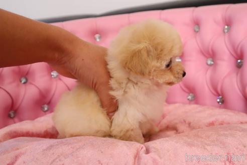 成約済の茨城県のティーカッププードル-223507の13枚目