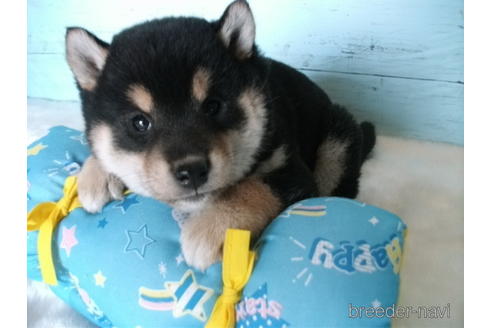 成約済の埼玉県の柴犬-223511の4枚目