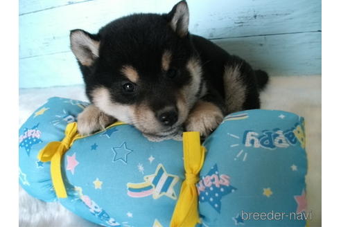 成約済の埼玉県の柴犬-223511の2枚目