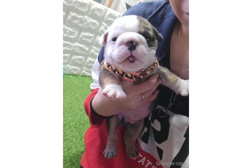 成約済の沖縄県のミックス犬-222753の2枚目