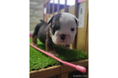 成約済の沖縄県のミックス犬-222753の4枚目