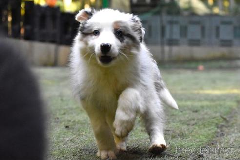 成約済の三重県のボーダーコリー-215894の3枚目