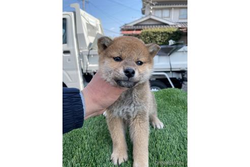 成約済の広島県の柴犬-223569の1枚目