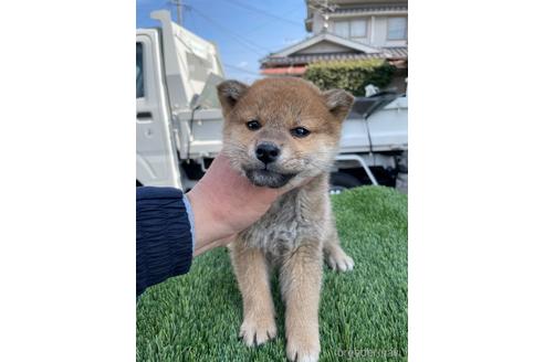 成約済の広島県の柴犬-223569の2枚目