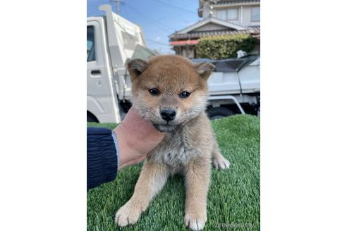成約済の広島県の柴犬-223569の3枚目