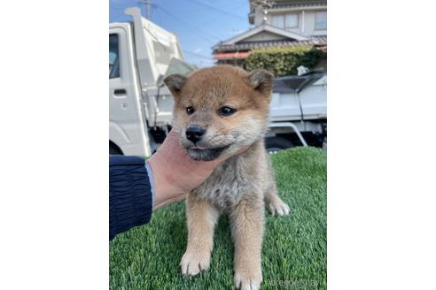 成約済の広島県の柴犬-223569の4枚目