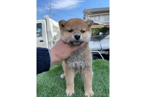 成約済の広島県の柴犬-223571の3枚目