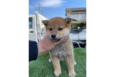 成約済の広島県の柴犬-223571の1枚目