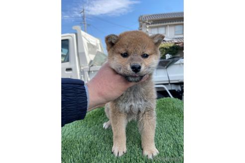 成約済の広島県の柴犬-223571の4枚目