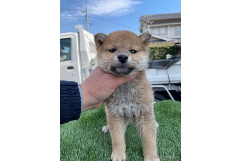 成約済の広島県の柴犬-223571の5枚目