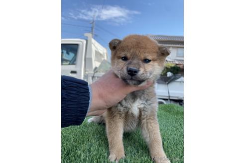 成約済の広島県の柴犬-223573の2枚目