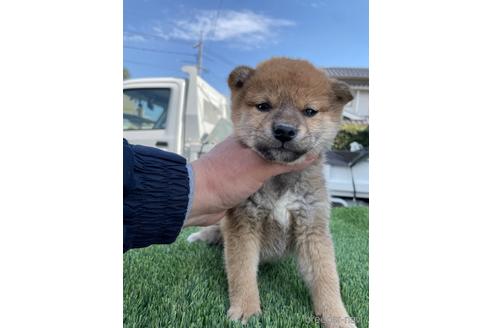 成約済の広島県の柴犬-223573の1枚目