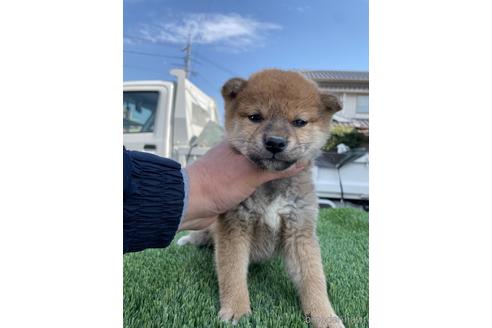 成約済の広島県の柴犬-223573の3枚目