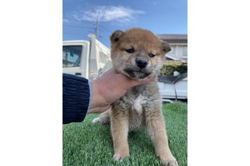 成約済の広島県の柴犬-223573の4枚目