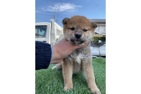 成約済の広島県の柴犬-223573の5枚目