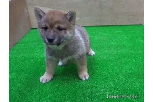 成約済の佐賀県の豆柴-223579の1枚目