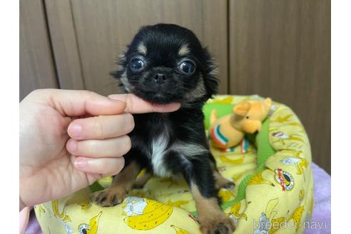 成約済の新潟県のチワワ(ロングコート)-215771の7枚目