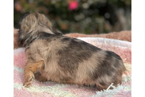 成約済の福岡県のミニチュアダックスフンド(ロングヘアード)-223625の3枚目