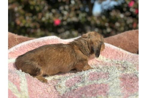 成約済の福岡県のミニチュアダックスフンド(ロングヘアード)-223627の4枚目