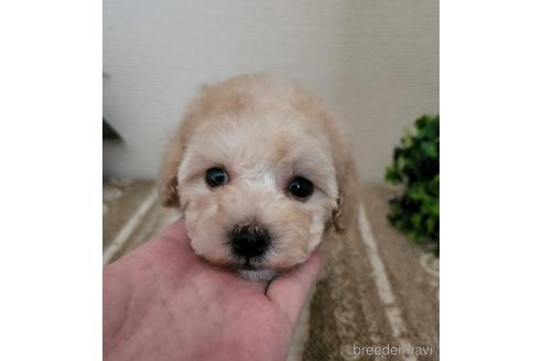 販売中の岡山県のトイプードル-223637