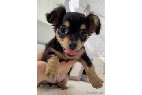 成約済の福岡県のチワックス:チワワ×ミニチュアダックスフンド-216176の2枚目