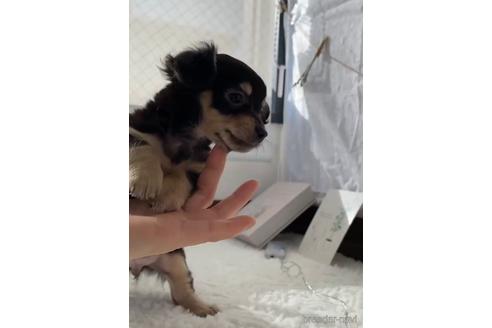 成約済の福岡県のチワックス:チワワ×ミニチュアダックスフンド-216176の3枚目