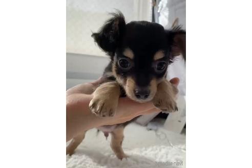 成約済の福岡県のチワックス:チワワ×ミニチュアダックスフンド-216176の4枚目