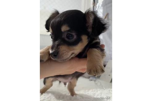 成約済の福岡県のチワックス:チワワ×ミニチュアダックスフンド-216176の5枚目