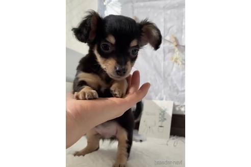 成約済の福岡県のチワックス:チワワ×ミニチュアダックスフンド-216176の1枚目