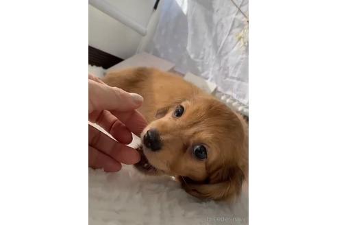 成約済の福岡県のチワックス:チワワ×ミニチュアダックスフンド-216168の1枚目