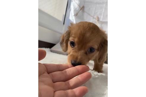 成約済の福岡県のチワックス:チワワ×ミニチュアダックスフンド-216168の3枚目