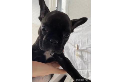 成約済の福岡県のフレンチブルドッグ-216185の3枚目