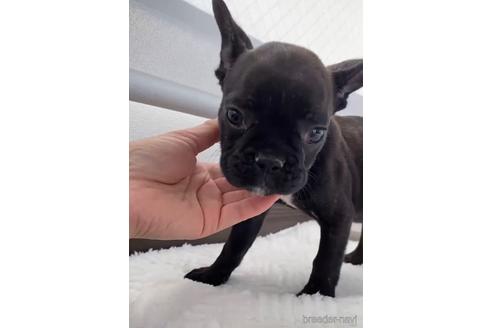 成約済の福岡県のフレンチブルドッグ-216185の4枚目