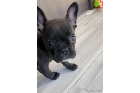 成約済の福岡県のフレンチブルドッグ-216184の4枚目