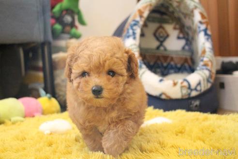 成約済の愛知県のトイプードル-213350の7枚目