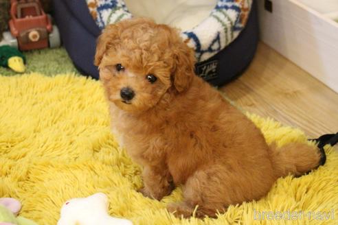 成約済の愛知県のトイプードル-213350の3枚目